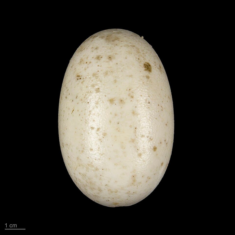 Crocodylus niloticus MHNT REP 204.jpg