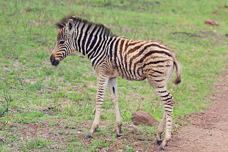 Burchell's zebra (Equus quagga) male 1d old.jpg