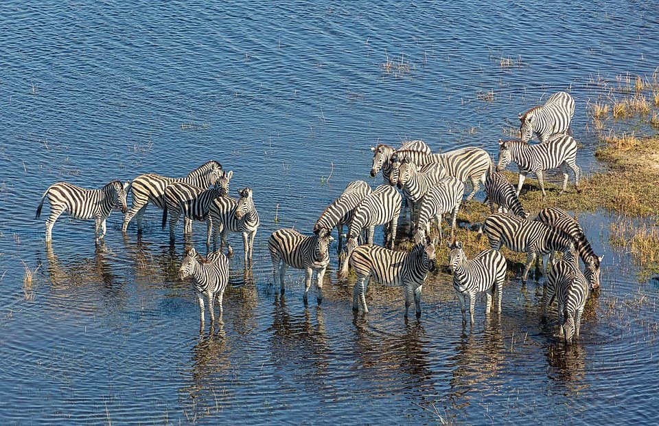 Cebras de Burchell (Equus quagga burchellii), vista aérea del delta del Okavango, Botsuana, 2018-08-01, DD 30.jpg