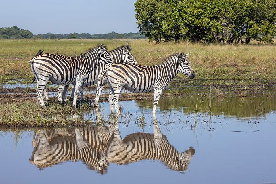 Plains zebras (Equus quagga) Maputo.jpg