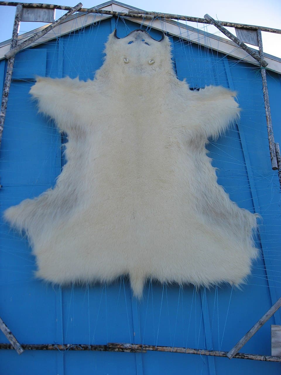 A photo of Polar Bear (Ursus maritimus)
