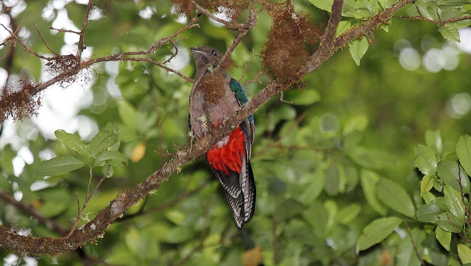 Resplendent Quetzal (Pharomachrus mocinno) (5772516208).jpg