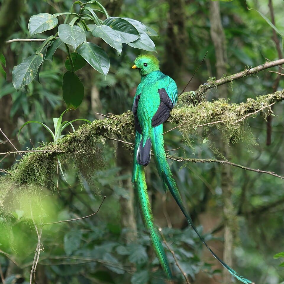 Pharomachrus mocinno Monteverde 02.jpg