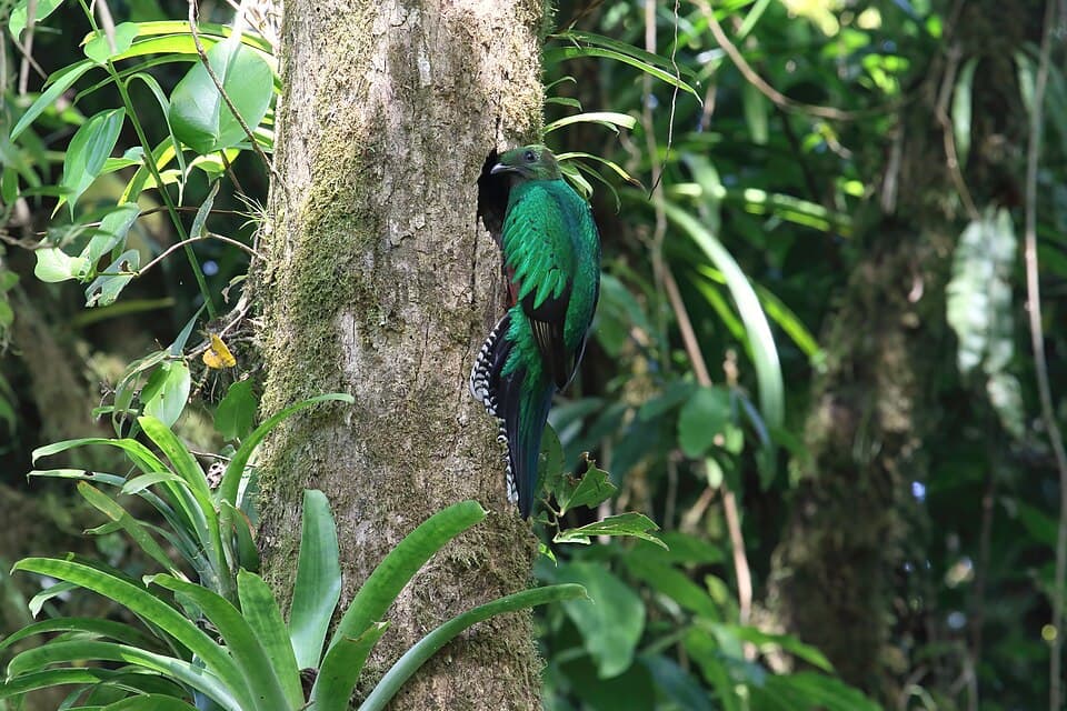 Pharomachrus mocinno Monteverde 14.jpg