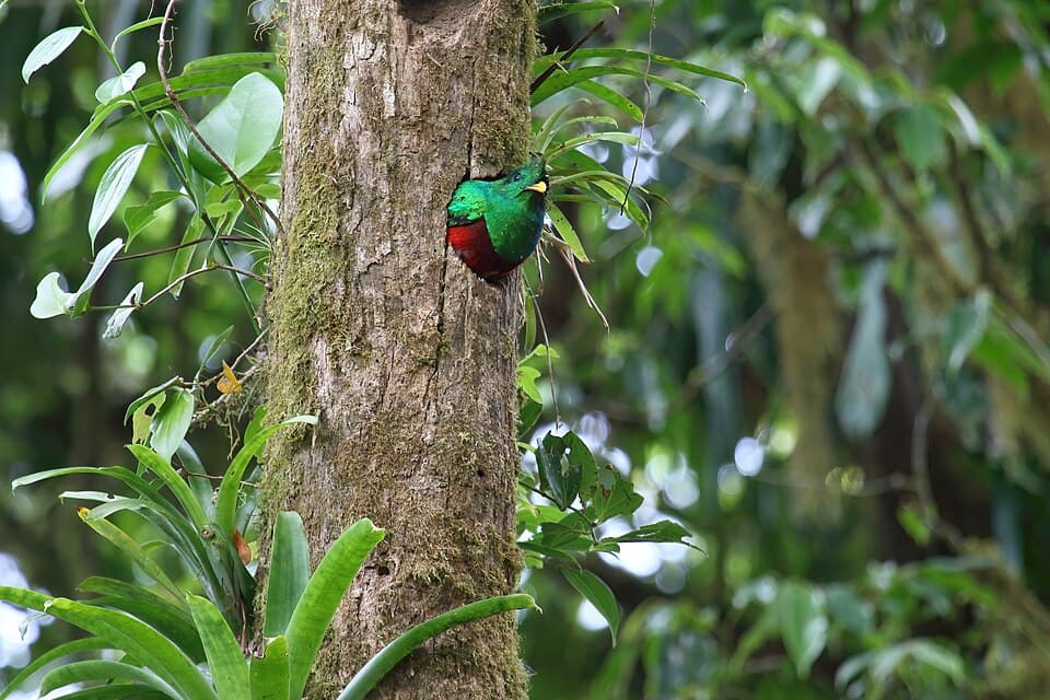 Pharomachrus mocinno Monteverde 21.jpg