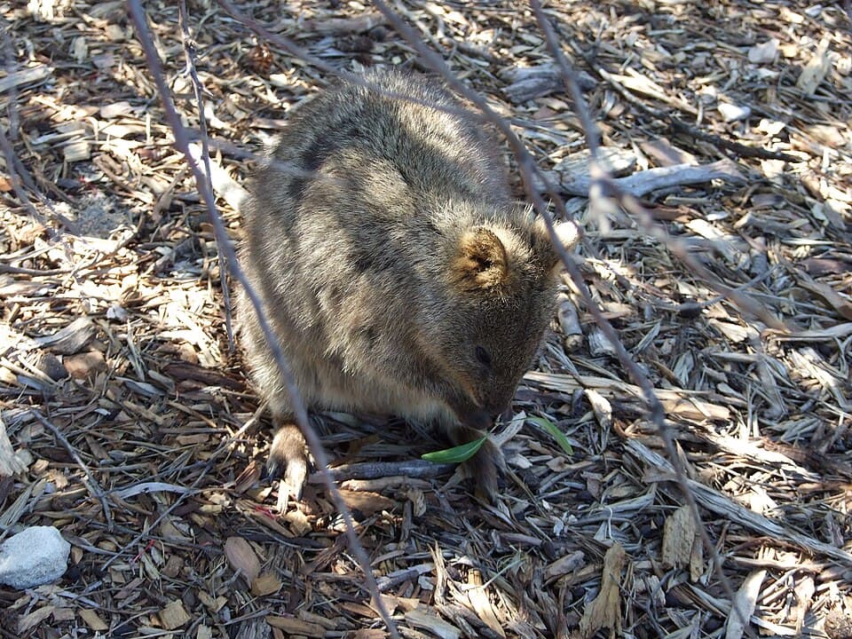 Setonix brachyurus 3.jpg