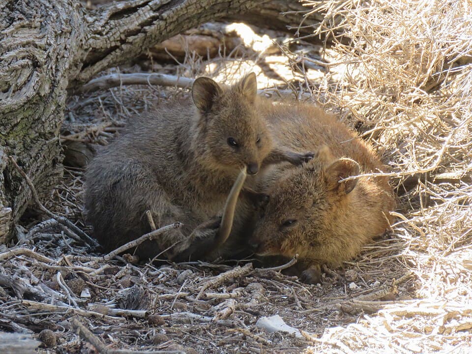Setonix brachyurus (39991868901).jpg