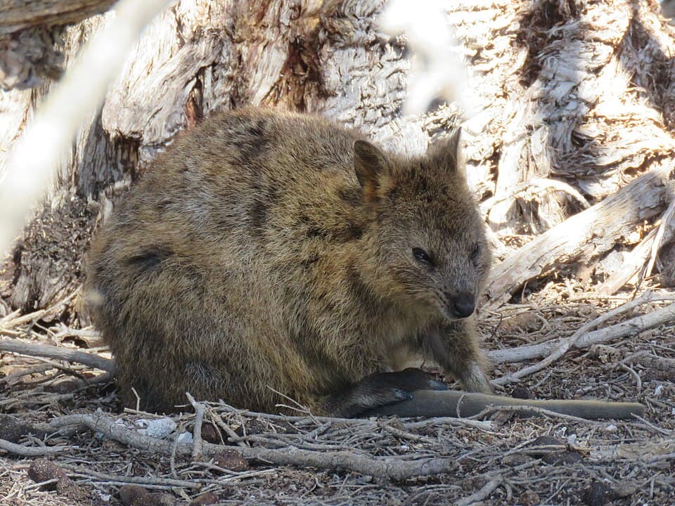 Setonix brachyurus (28212889829).jpg