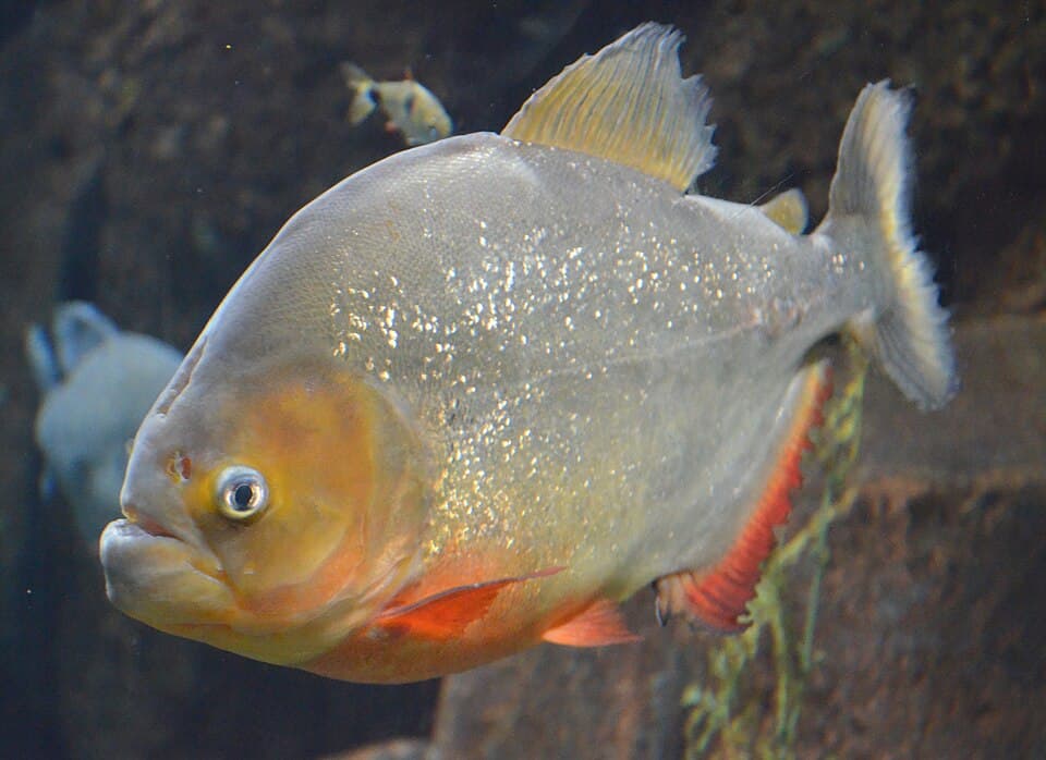 A photo of Red-Bellied Piranha (Pygocentrus nattereri)