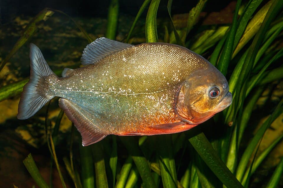 Pygocentrus nattereri - Karlsruhe Zoo 01.jpg