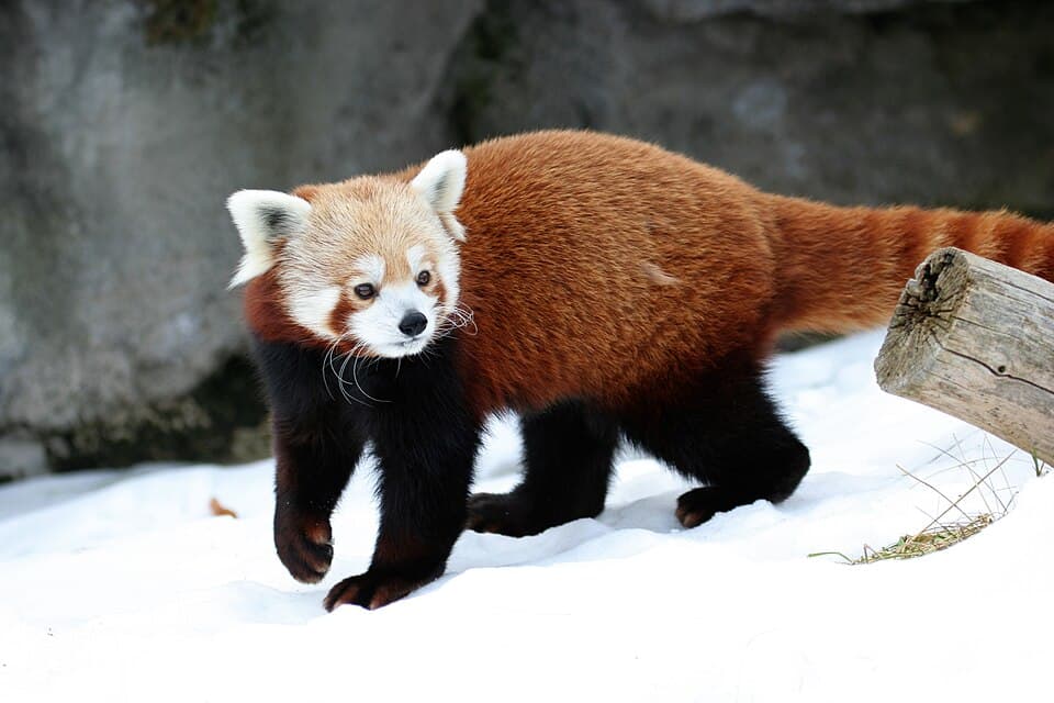 A photo of Red Panda (Ailurus fulgens)