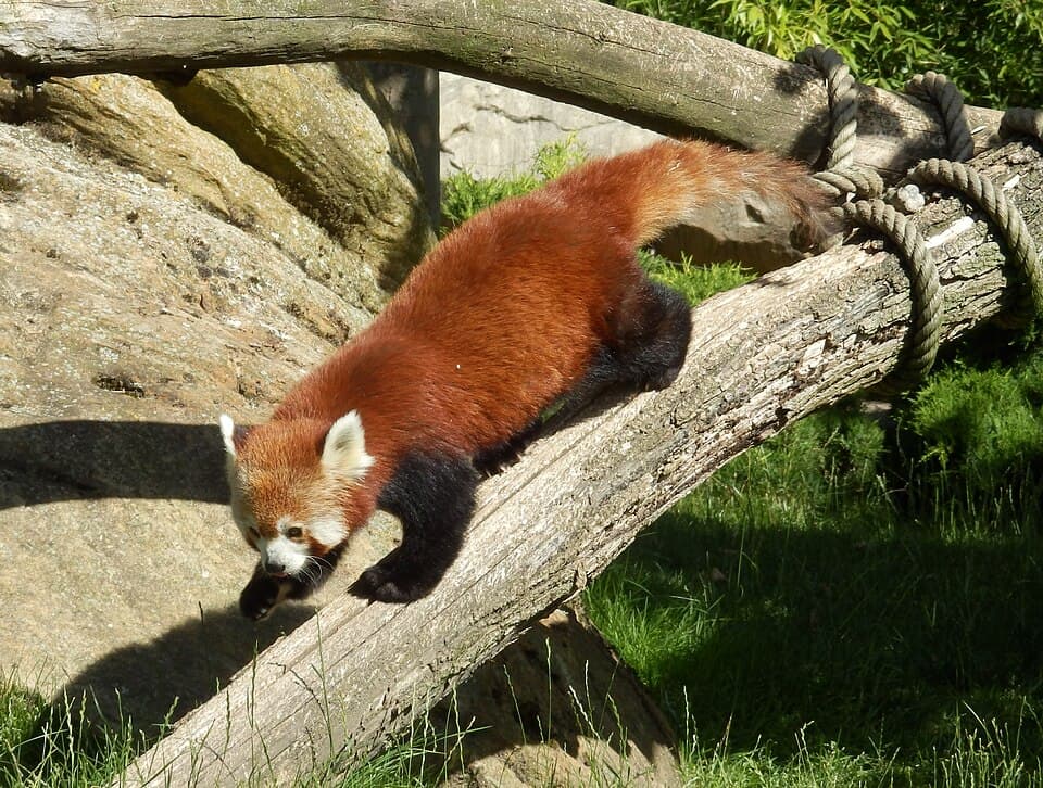 Ailurus fulgens In the Beauval Zoo.jpg