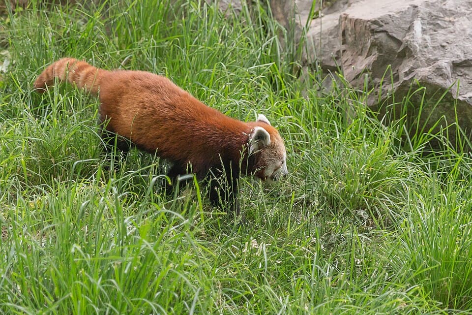 Ailurus fulgens (Panda roux) - 128.jpg