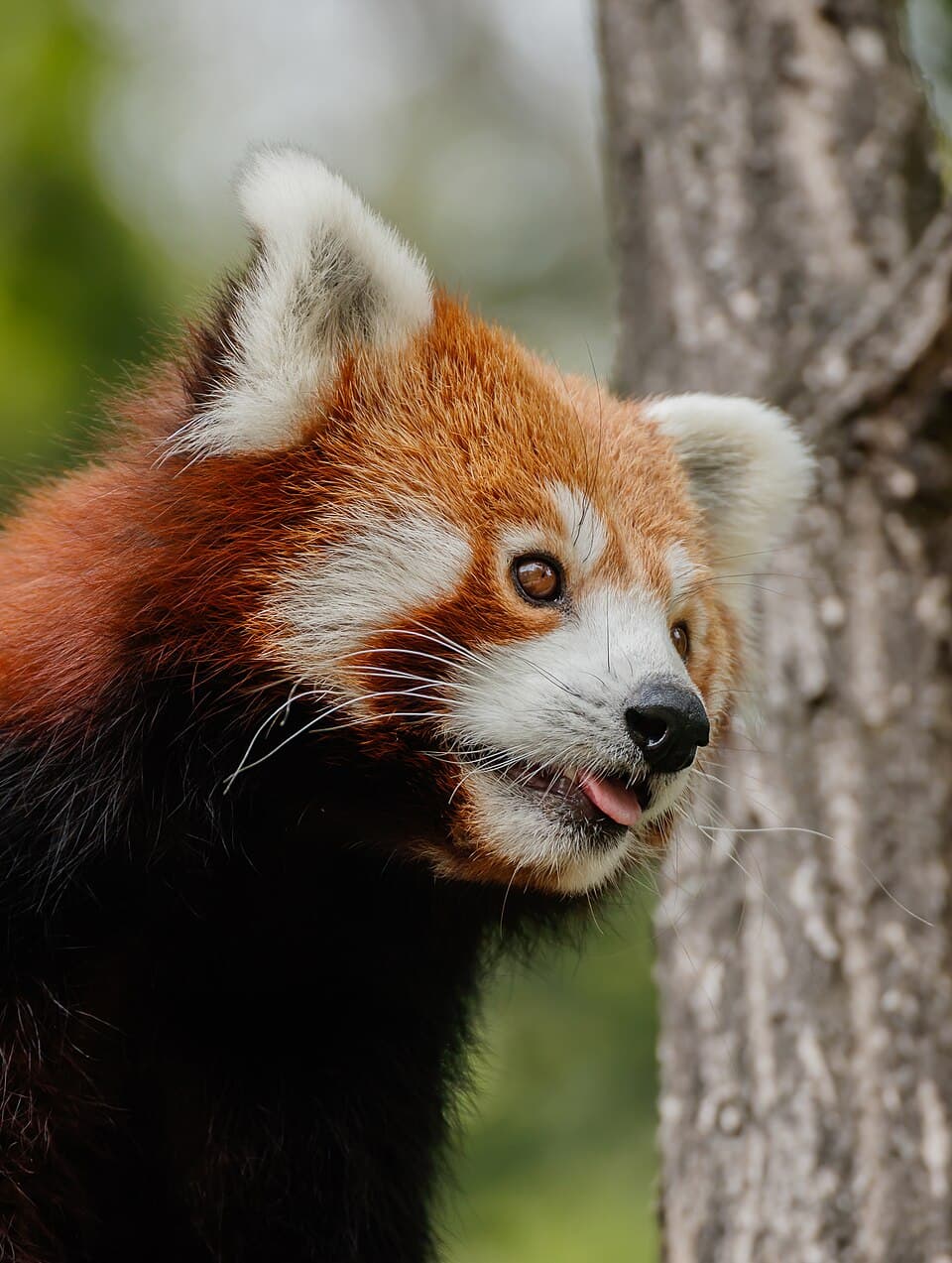 Ailurus fulgens - Karlsruhe Zoo 02.jpg