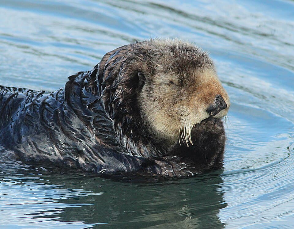 OTTER SEA (enhydra lutris) (11-18-09) morro bay estuary, slo co, ca -02 (4116200770).jpg