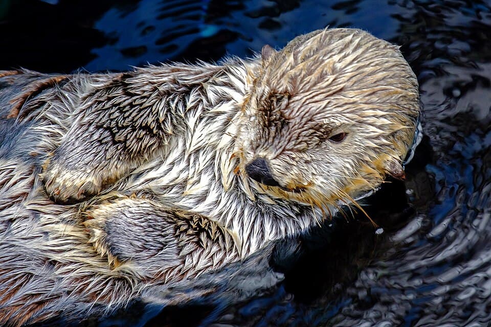 Sea otter (Enhydra lutris) (32711462253).jpg