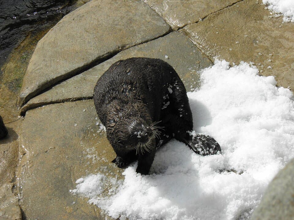 Loutre de mer (Enhydra lutris).jpg
