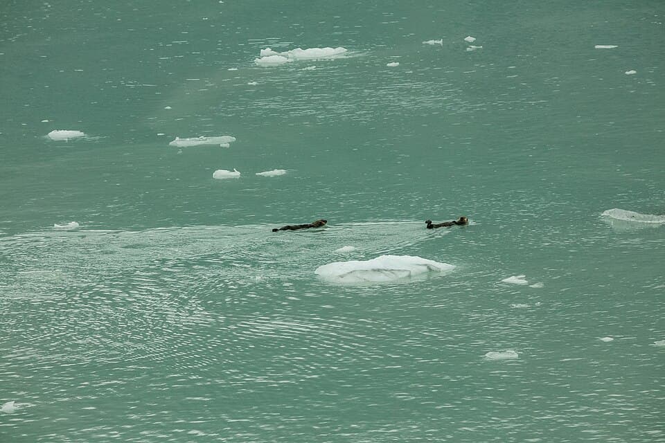 Nutrias marinas (Enhydra lutris), Parque Nacional Bahía del Glaciar, Alaska, Estados Unidos, 2017-08-19, DD 69.jpg