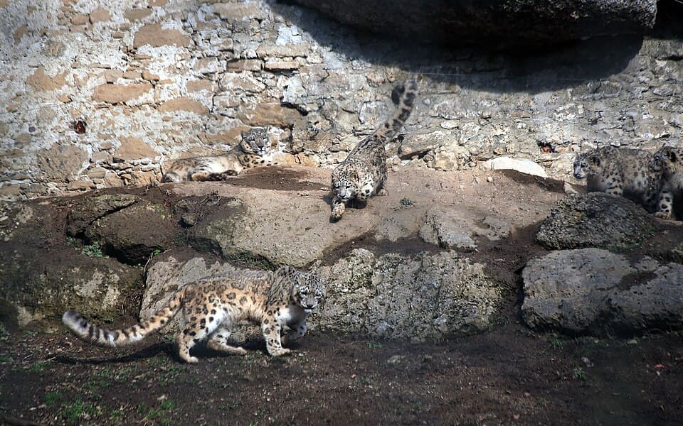 Schneeleoparden (Panthera uncia) Zoo Salzburg 2014 f.jpg