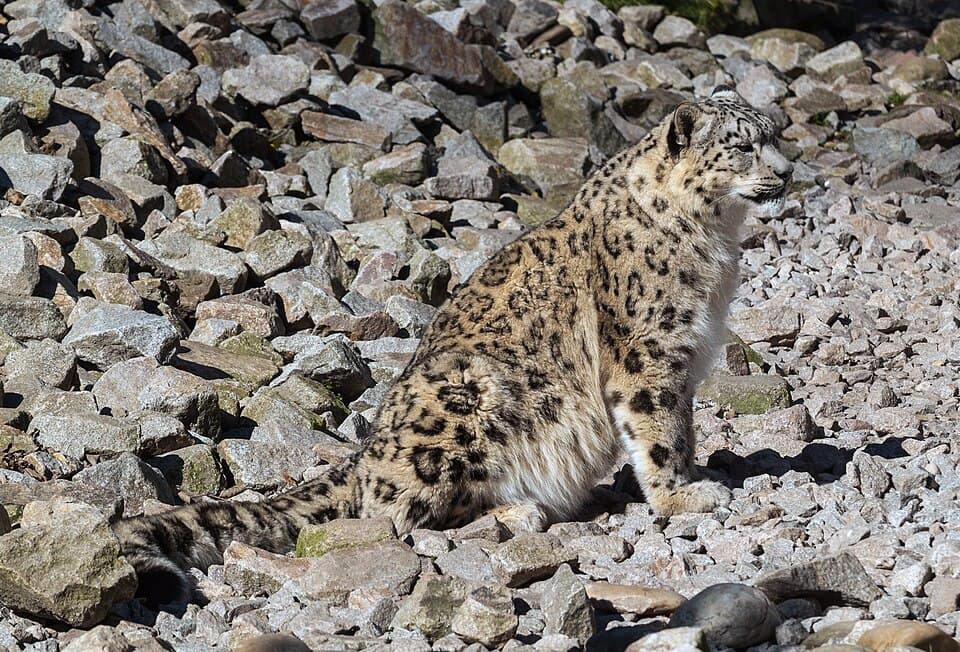 Panthera uncia - Zoo Karlsruhe.jpg