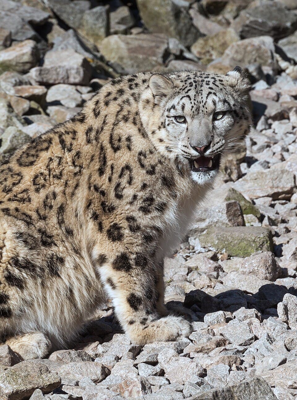 Panthera uncia - Zoo Karlsruhe 01.jpg