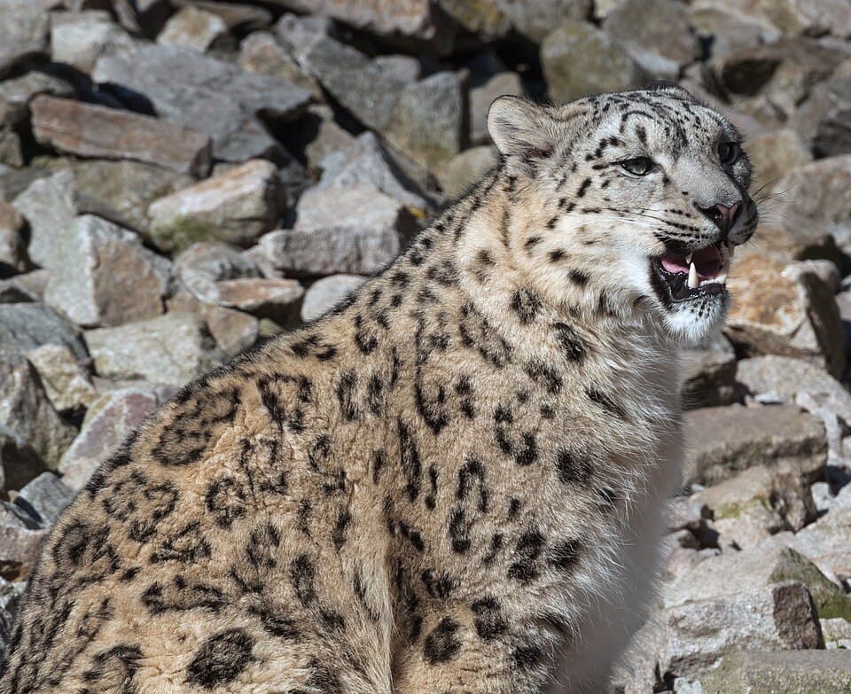 Panthera uncia - Zoo Karlsruhe 02.jpg