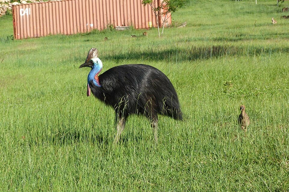 A photo of Southern Cassowary (Casuarius casuarius)