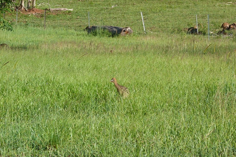 Casuarius casuarius (6547878063).jpg