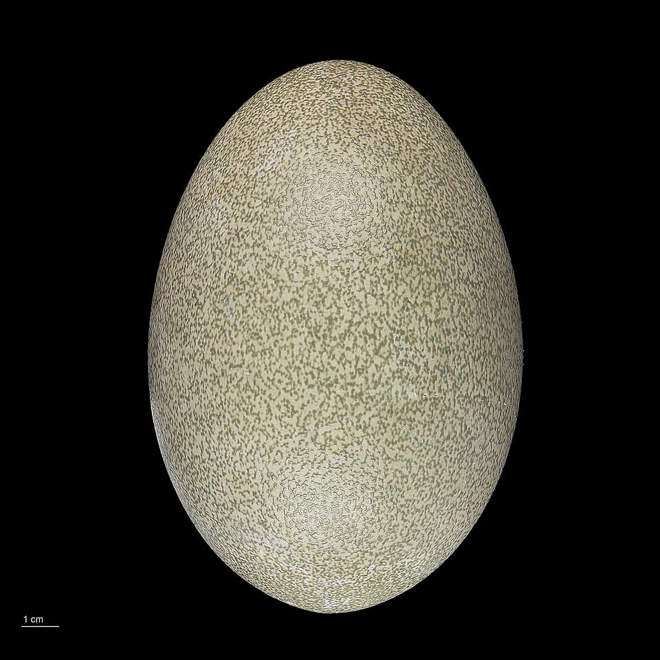 Casuarius casuarius MHNT.ZOO.2010.11.1.9.jpg