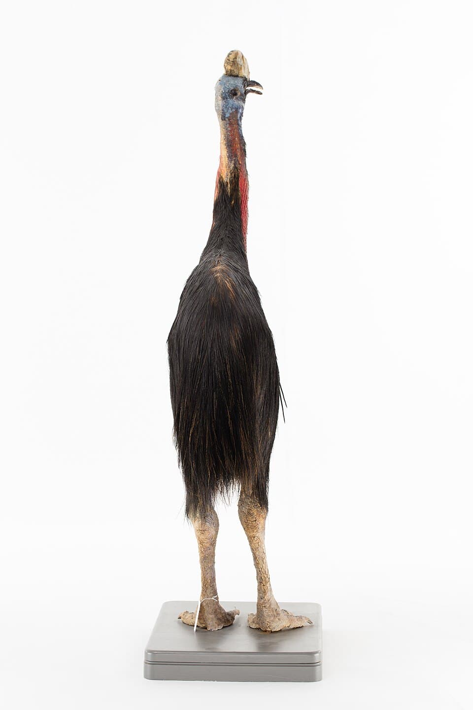 Casuarius casuarius (AM LB8833-5).jpg