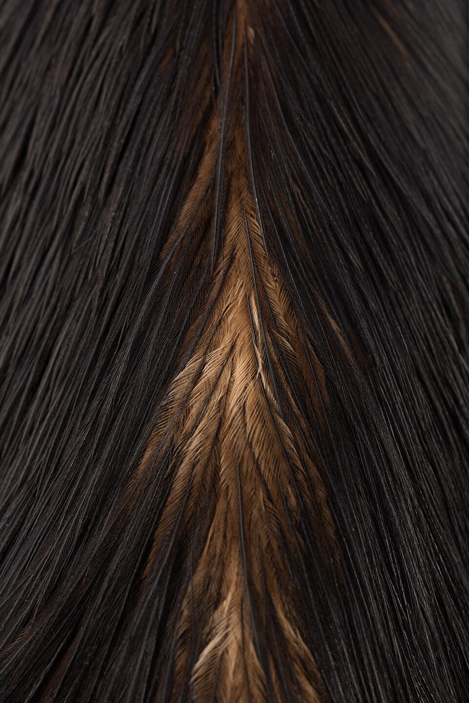 Casuarius casuarius (Southern Cassowary) (48719038048).jpg