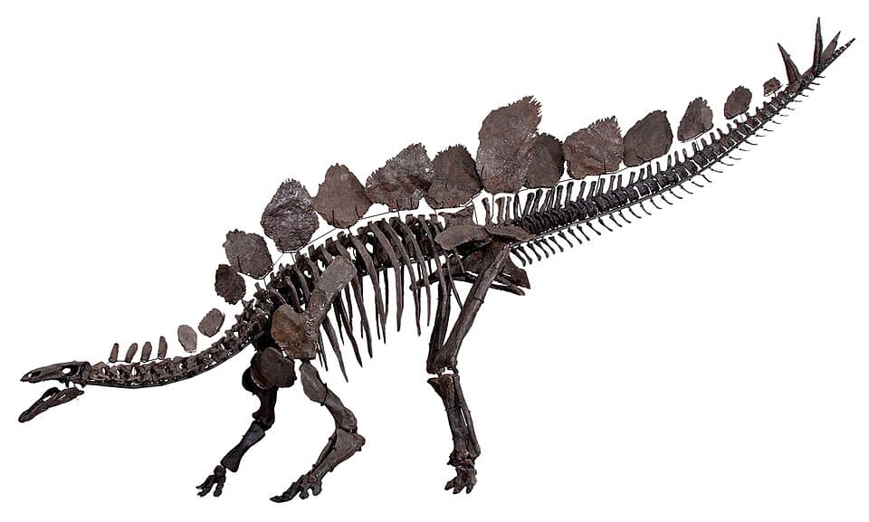 Stegosaurus stenops mounted skeleton.jpg