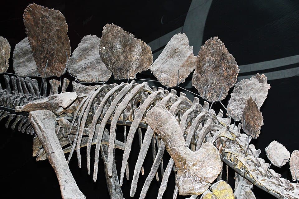Hul - Stegosaurus stenops, Sophie - 6.jpg