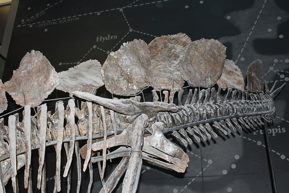 Hul - Stegosaurus stenops, Sophie - 10.jpg