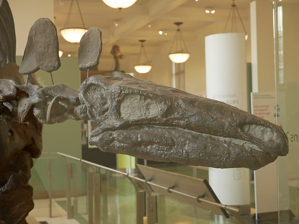 AMNH 650 Stegosaurus stenops skull.jpg