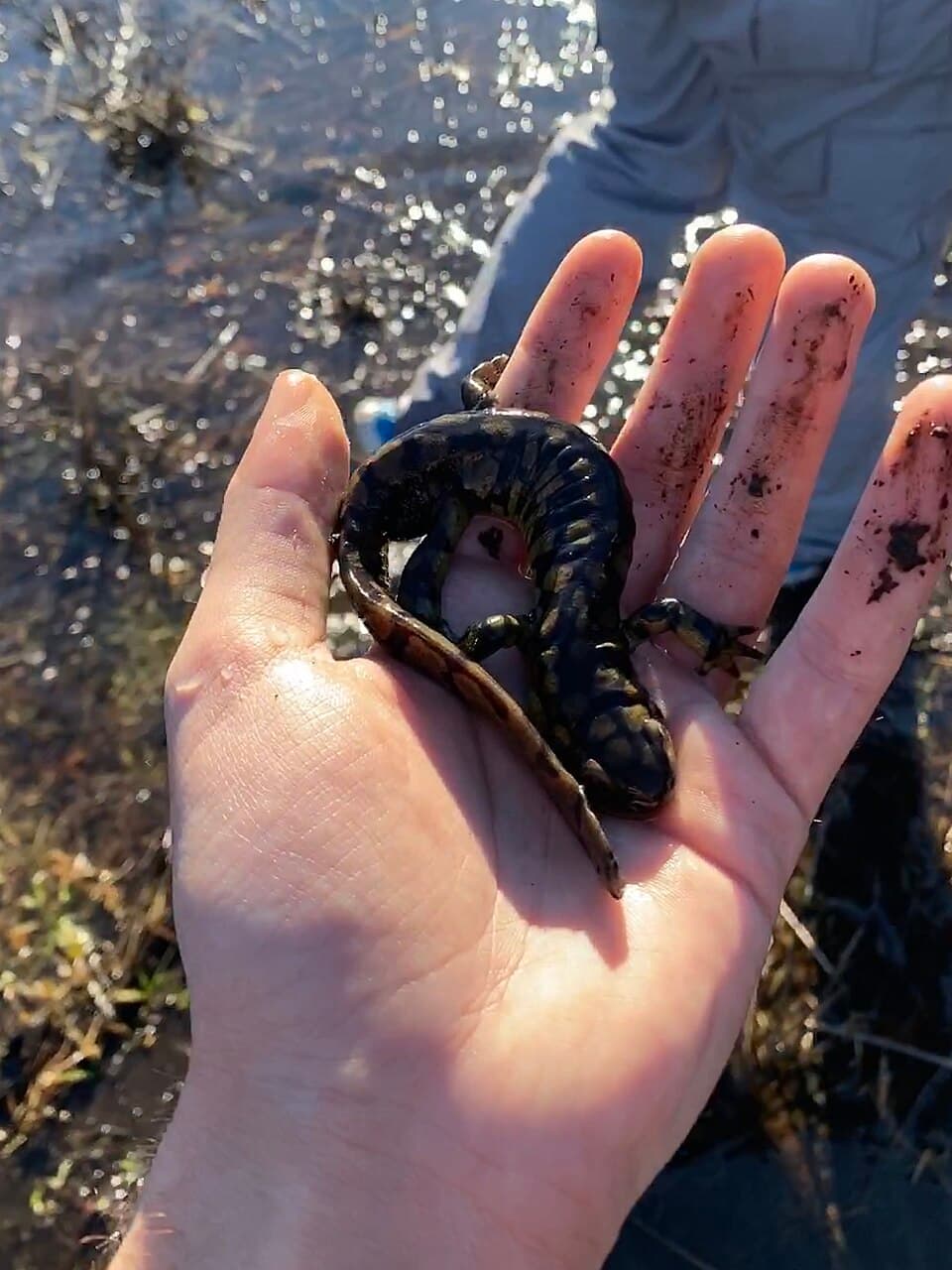 Ambystoma tigrinum 109010865.jpg