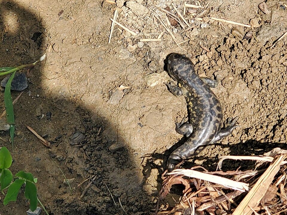 Ambystoma tigrinum 84042880.jpg