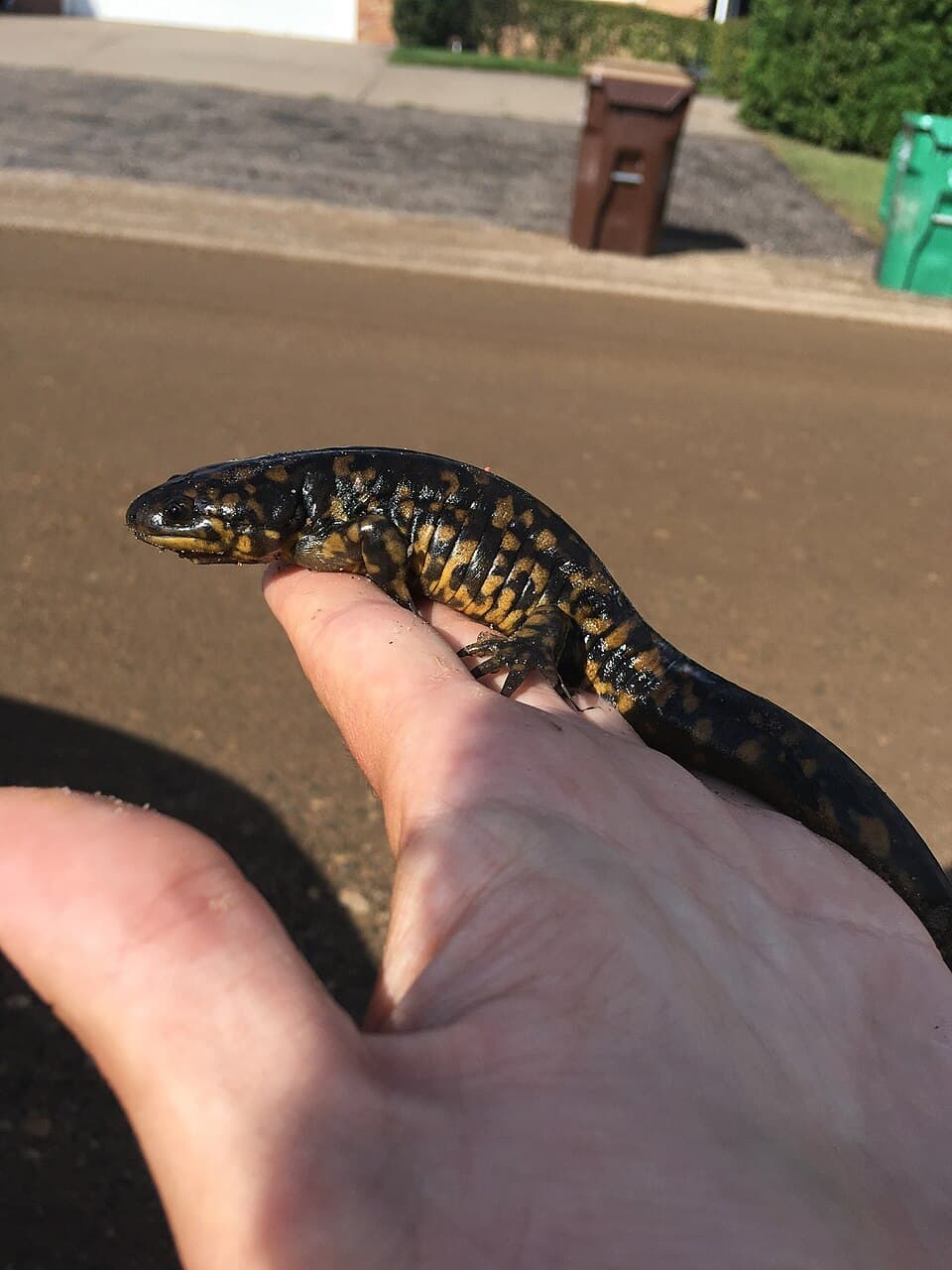Ambystoma tigrinum 50946329.jpg