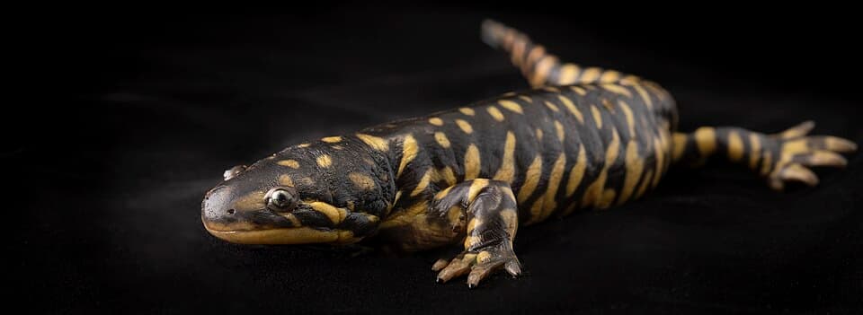 Ambystoma tigrinum black background.jpg