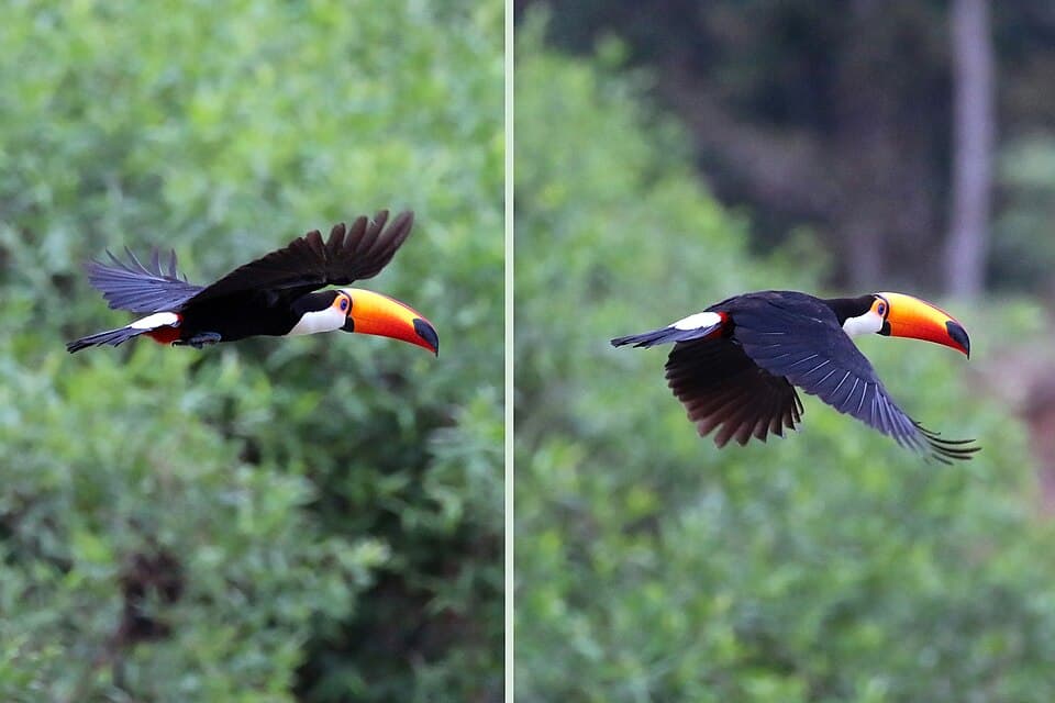 A photo of Toco Toucan (Ramphastos toco)