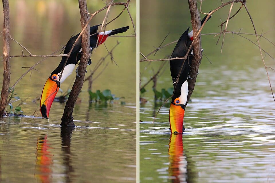 Toco toucan (Ramphastos toco) drinking composite.jpg