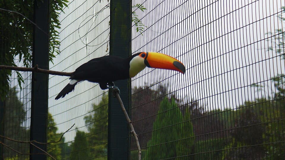 Toco toucan (Ramphastos toco) at Birdworld 03.jpg