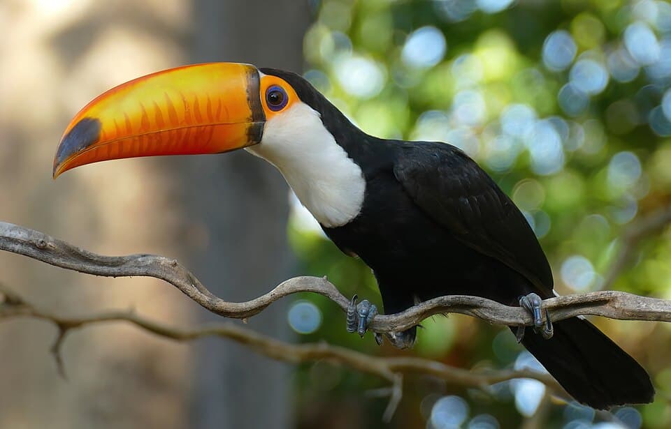 Toco Toucan (Ramphastos toco) - 48153967707.jpg