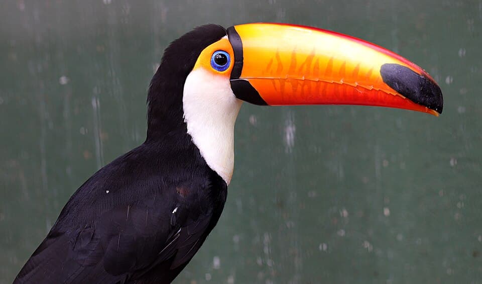 Toco toucan (Ramphastos toco) close-up.jpg