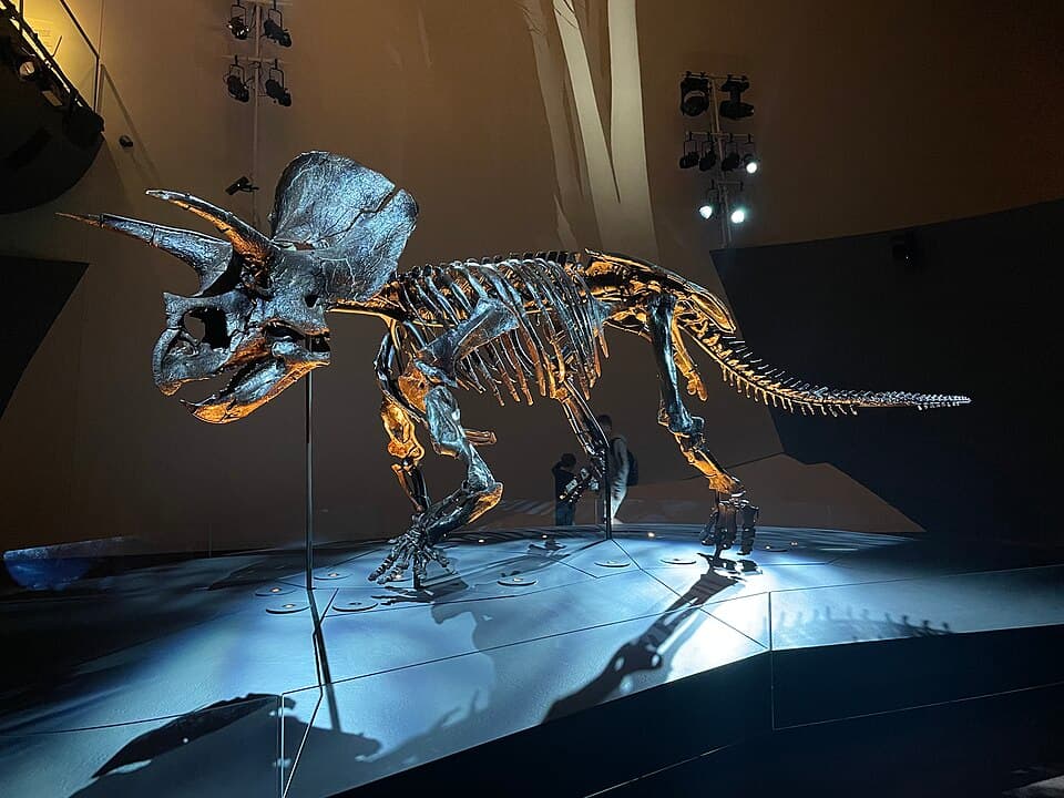 2014 Triceratops horridus fossil.jpg
