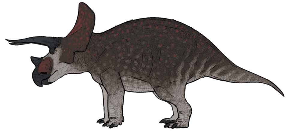 Triceratops horridus.png