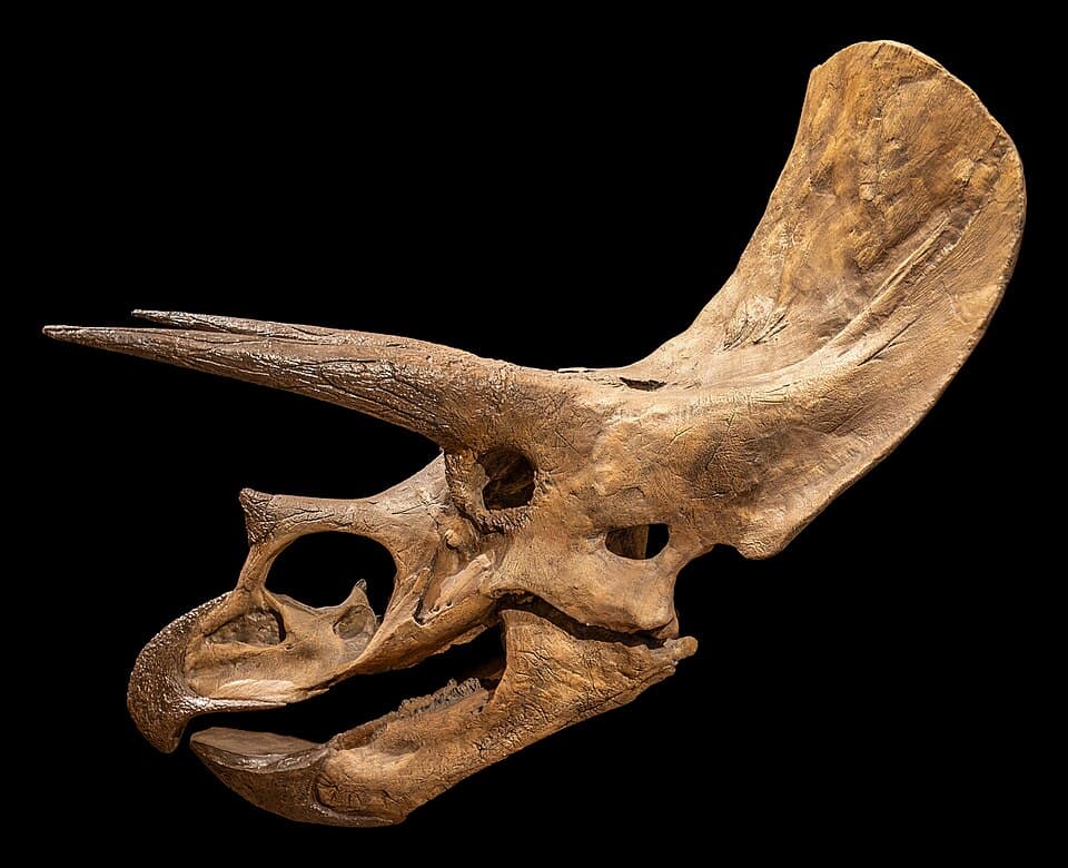 Triceratops horridus (TMP 1982.006.0001, skull), Royal Tyrrell Museum, Drumheller, Alberta, 2025-07-13.jpg
