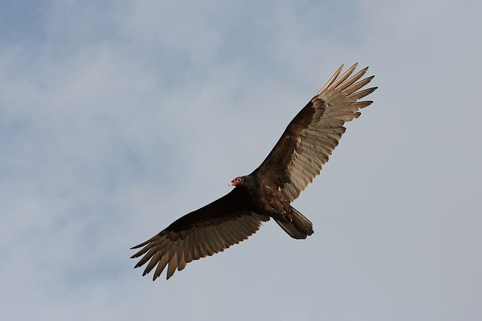 A photo of Turkey Vulture (Cathartes aura)