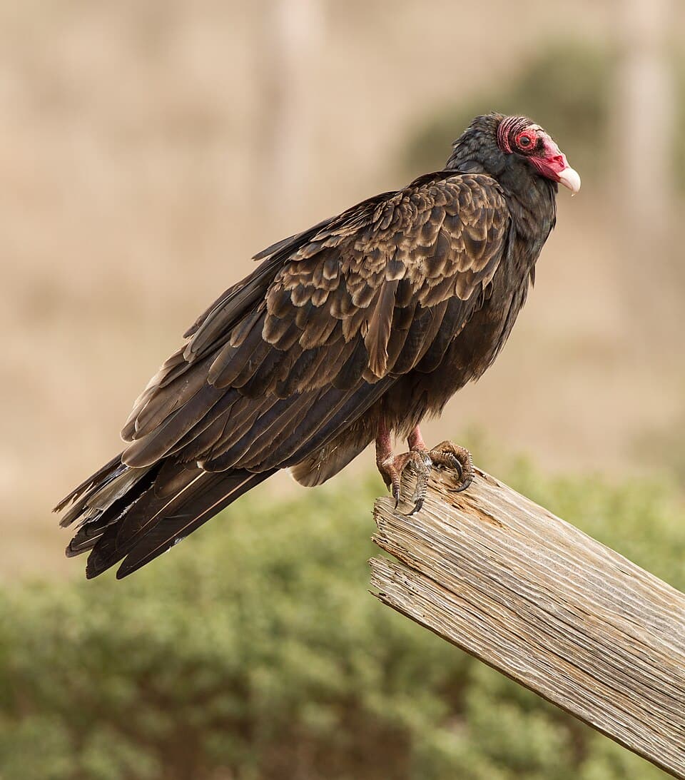 Cathartes aura at Tomales Bay.jpg