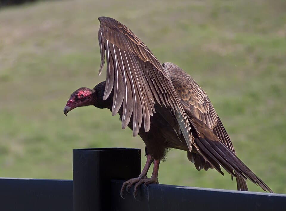 Turkey vultures (Cathartes aura) (01745)a.jpg